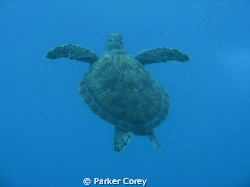 Turtle on Mike's Wreck in Key Largo. by Parker Corey 